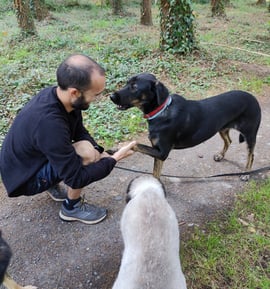 plusieurs chien beauceron et labrador avec éducateur canin