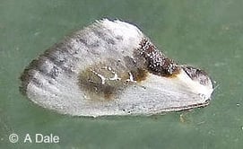 Chinese Character moth