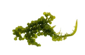 Caulerpa racemosa