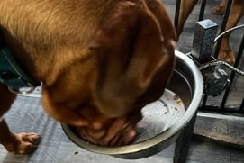 Ember licking her bowl clean after enjoying the Edgard Cooper Chicken & Turkey Tray