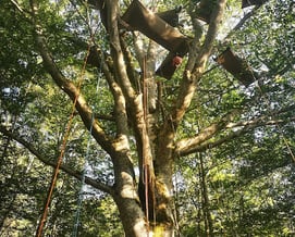 Beech with a dozen hammocks inside
