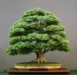 Bonsai Tree Japanese Course in Mumbai