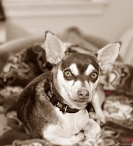 Chihuahua Rescue Dog tan and white- Sepia with color eyes