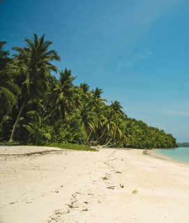 Beautiful beach lined with numerous coconut trees in Havelock, Andaman and Nicobar Islands.