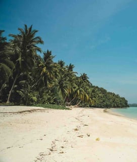 Beautiful beach lined with numerous coconut trees in Havelock, Andaman and Nicobar Islands.