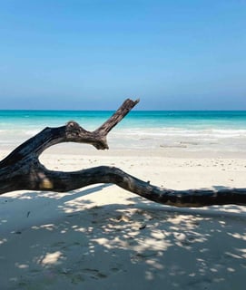 Tronc d'arbre sur une plage paradisiaque d'Havelock, îles Andaman et Nicobar.