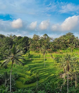 De magnifiques rizières verdoyantes à Ubud, Bali, avec une végétation vibrante et des rangées de cultures bien ordonnées.