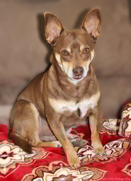 Chihuahua Rescue Dog tan and white blanket