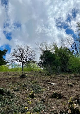 Débroussaillage d’un terrain en pente, avec souches d’arbres coupés