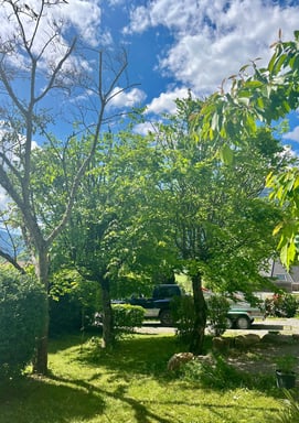 Aménagement paysager avec taille d’arbres et entretien d’un jardin