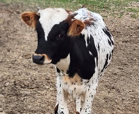 Miniature longhorn bull calf