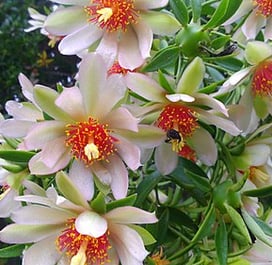 Flores da planta ora-pro-nóbis