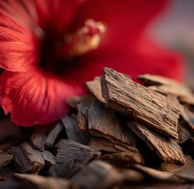 macrofotografia de um punhado de cascas e uma flor da planta Erythrina mulungu
