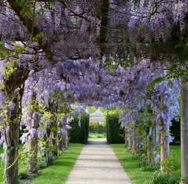 a pathway under wisteria - an invitation to transformation and reconnection
