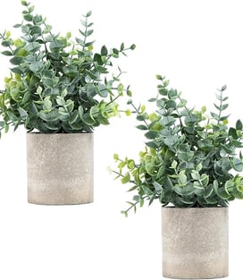 two potted plants in cement pots on a white background