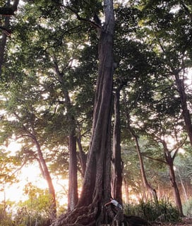 Magnifique arbre dans la jungle de la petite île d'Havelock.