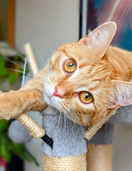 Piiraka relaxing on a cat tree during a home pet sitting visit in Edinburgh.