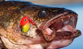 Spinners for Walleye and other species
