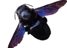 abeille charpentière