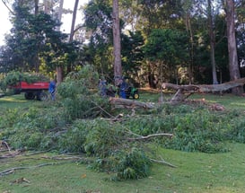 reflorestamento ambiental