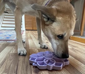 gamelles pour chien