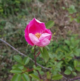 fiore che sboccia come il cuore che si apre all'ascolto