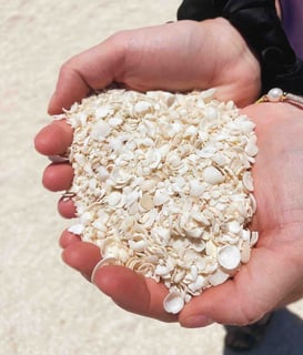 White shells held in hand at Shell Beach, a beach made entirely of shells in Western Australia.