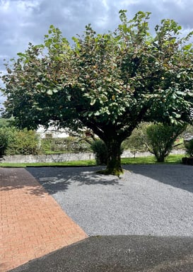 Aménagement paysager : arbre taillé et sol recouvert de gravier.