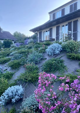 Végétalisation d’un talus avec plantation d’arbustes et de fleurs