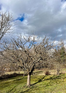 Taille hivernale d’un arbre fruitier dans un jardin naturel en montagne.