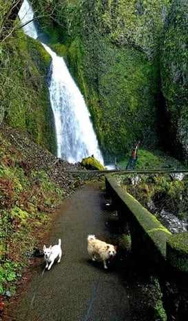 Columbia River Gorge Oregon - hike up the somewhat challenging switchbacks to Wahkeena Falls
