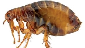 Flea parasite image, pest identification Dorval