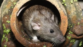 Rodent pest image, pest identification guide for Dorval homes