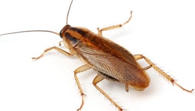 Cockroach pest photo for identification, Dorval pest control