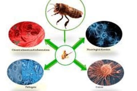 Bee Therapy : the Benefits and Uses of Bee Venom 