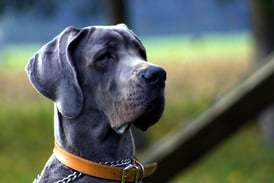 perro de muestra
