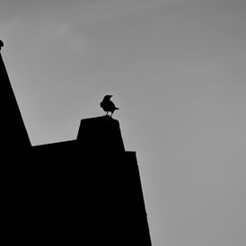 A bird, perched on a roof, silhouetted against a dull sky. Cockburn Street, Edinburgh