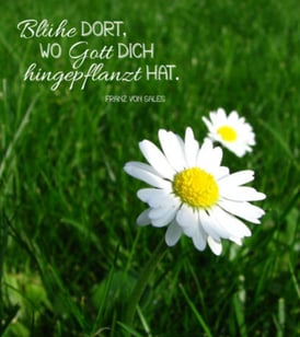 Blühe Gänseblümchen