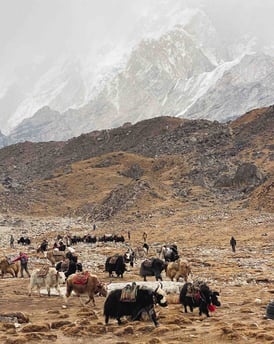 A group of yaks crossing a snowy landscape during a trek in the Everest Valley, Nepal.