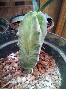 a cactus plant in a potted potted in a potted pot