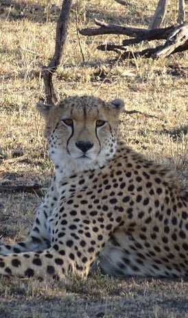 Cheetah © Robyn Grieves-Cook