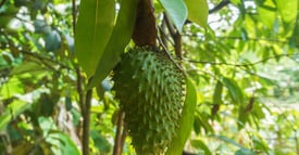 Fresh Soursop, ,Mãng cầu siêm UpBe Food VN 