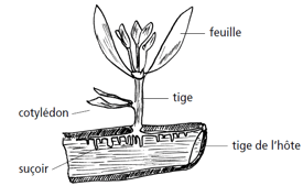 Le gui parasitant une tige d'arbre