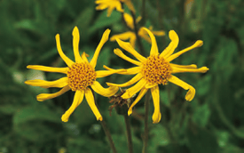 Arnica montana - Plantain des Alpes