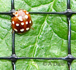 Cream spot ladybird