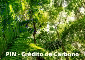 pin - crédito de carbono