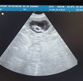 Echographie femelle gestante