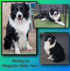 Black and White Stud Dog Border Collie 