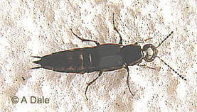 Philonthus politus