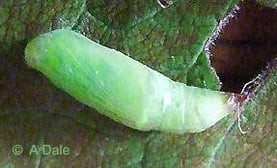 Common Marbled Carpet pupa
